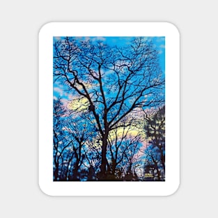 'EVENING TREES' Magnet
