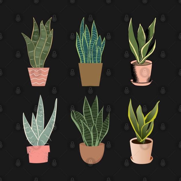 Snake Plant | 6 pots by gronly