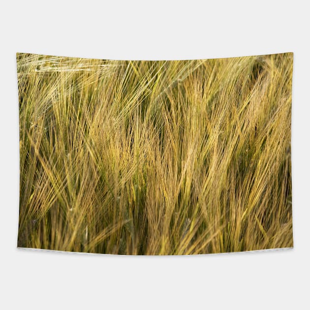 Barley in evening summer light - Norfolk, UK Tapestry by richflintphoto