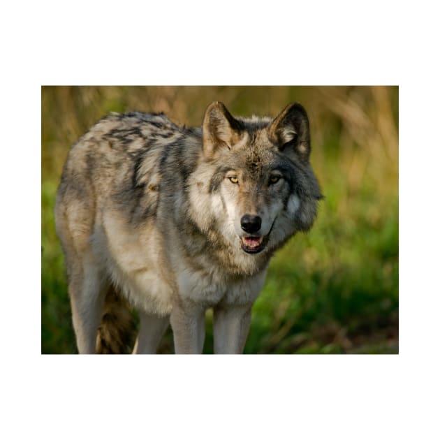 Timber Wolf by jaydee1400