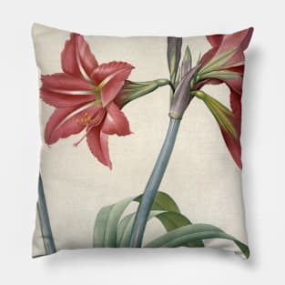 Amaryllis Brasiliensis (Brazilian Amaryllis) by Pierre-Joseph Redoute Pillow