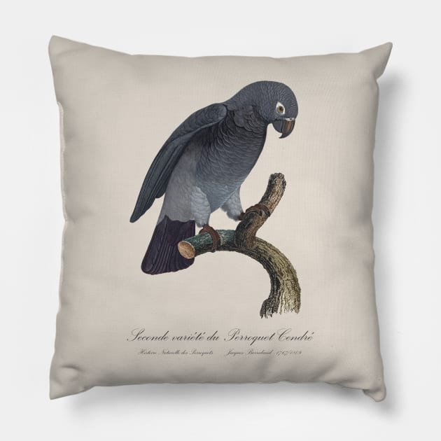 Timneh African Grey Parrot  / Seconde variete du Perroquet Cendre - 19th century Jacques Barraband Illustration Pillow by SPJE Illustration Photography