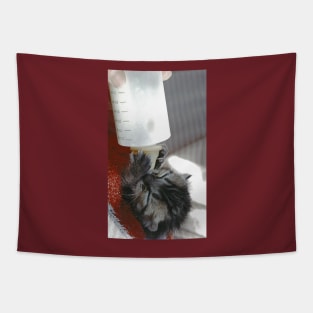 New photo de  " Zazou " Cat - Chat  4 (c)(t)  Olao-Olavia / Okaio Créations Tapestry