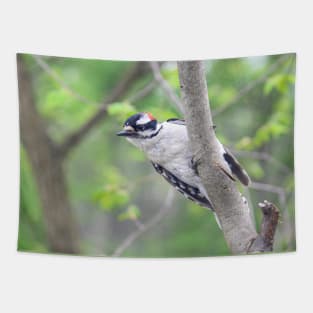 Michigan Downy Woodpecker Tapestry