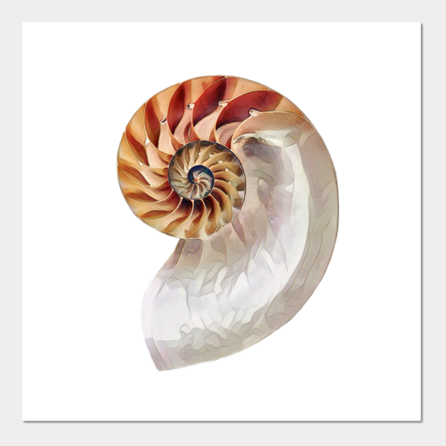 Nautilus Shell Nautilus Shell Poster Und Kunst Teepublic De