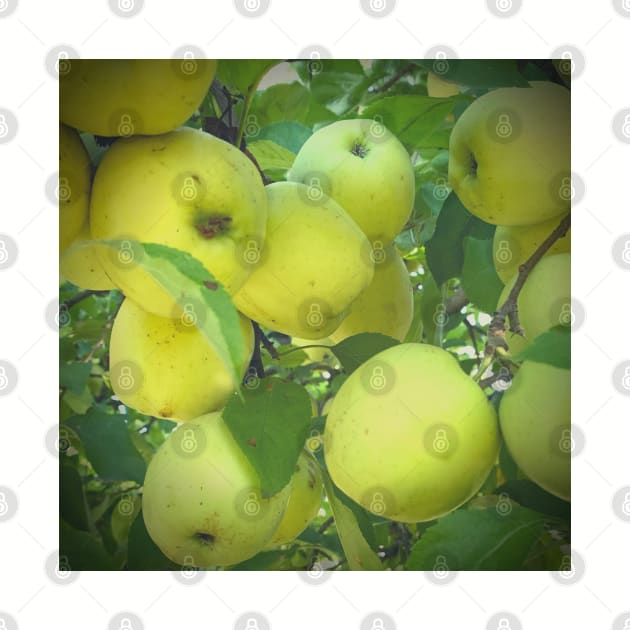 Golden Delicious Apple Harvest by EdenLiving