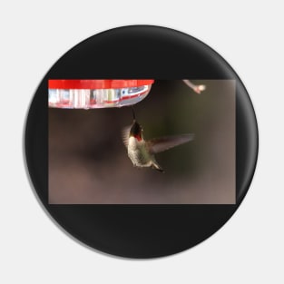 Hummingbird feeding Pin