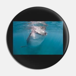 Whale shark feeding surface Pin