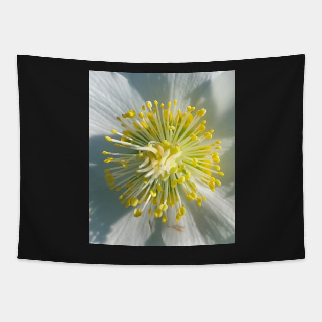 White Hellebore Burst Tapestry by Photomersion