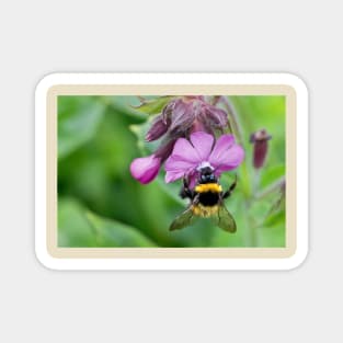 English Wild Flowers - Red Campion with bee Magnet