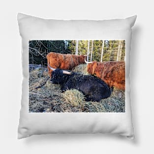 Scottish Highland Cattle Bull and Cows 2327 Pillow