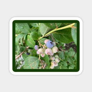 Ripening Blueberries Magnet