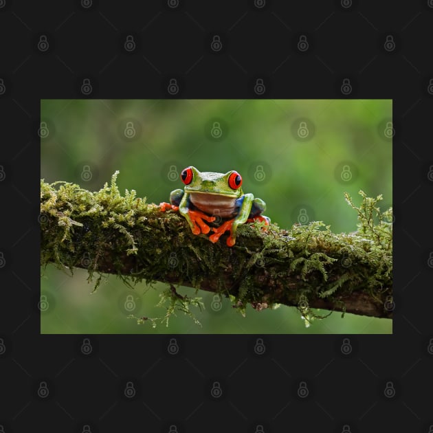 Red-eyed Tree Frog - Costa Rica by Jim Cumming