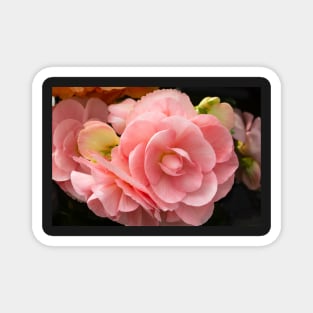 Soft pink begonia flowers. Magnet