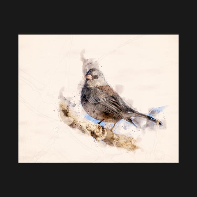 Dark Eyed Junco Watercolor by jecphotography