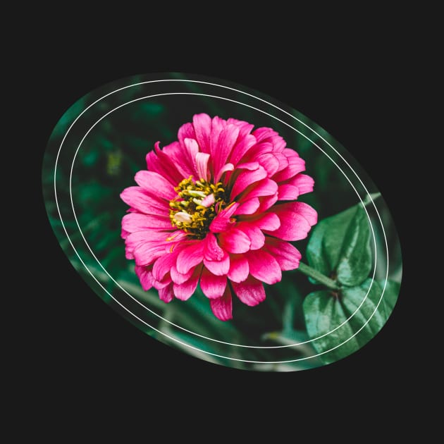 Common Zinnia, Zinnia Elegans by Robtography