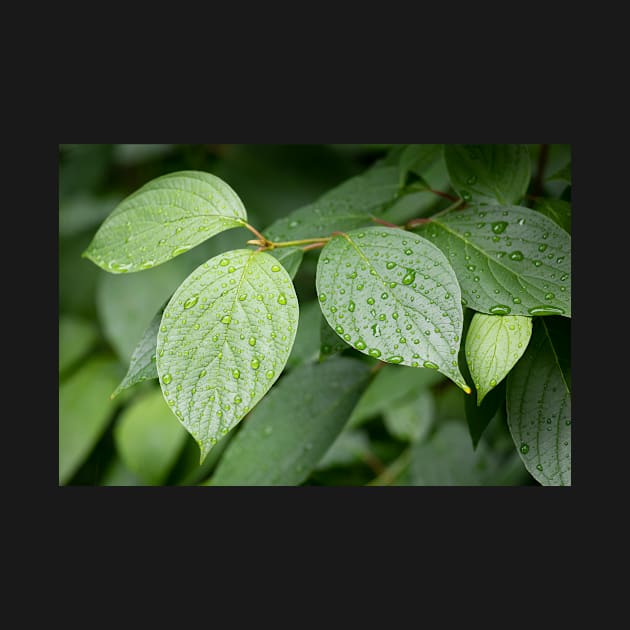 Water drops on green leaves after rain by Juhku