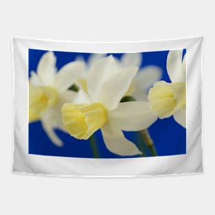 Narcissus  &#39;Sailboat&#39;   AGM    Division 7 Jonquilla  Daffodil Tapestry