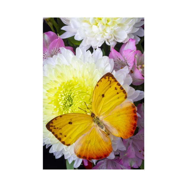 Large Yellow Butterfly On With Mum by photogarry