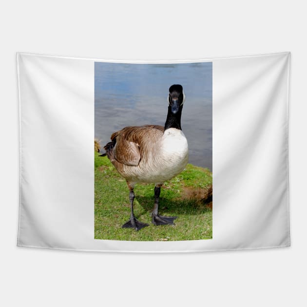 Canada Goose Canadian Geese Wild Bird Tapestry by AndyEvansPhotos
