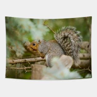 Grey Squirrel Tapestry