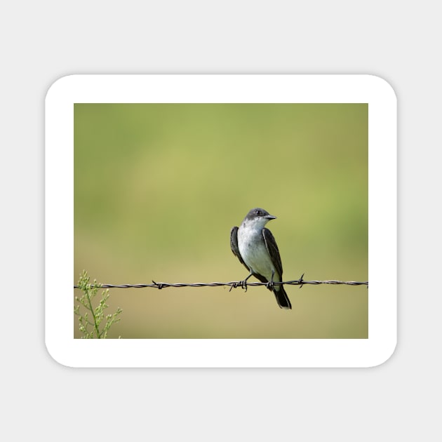 Eastern Kingbird in the Country by Debra Martz Magnet by Debra Martz