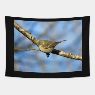 Immature female pine warbler Tapestry