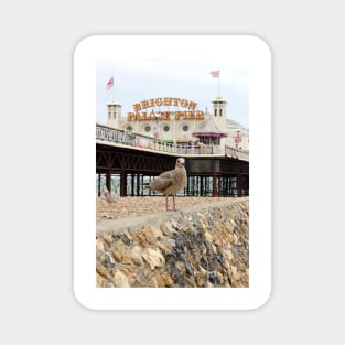 Seagull and Palace Pier Magnet