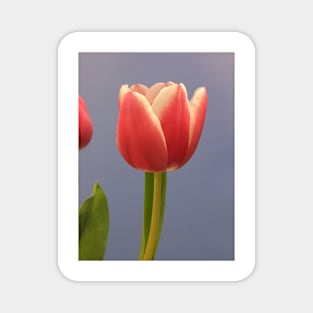 Red Tulip Flower Magnet