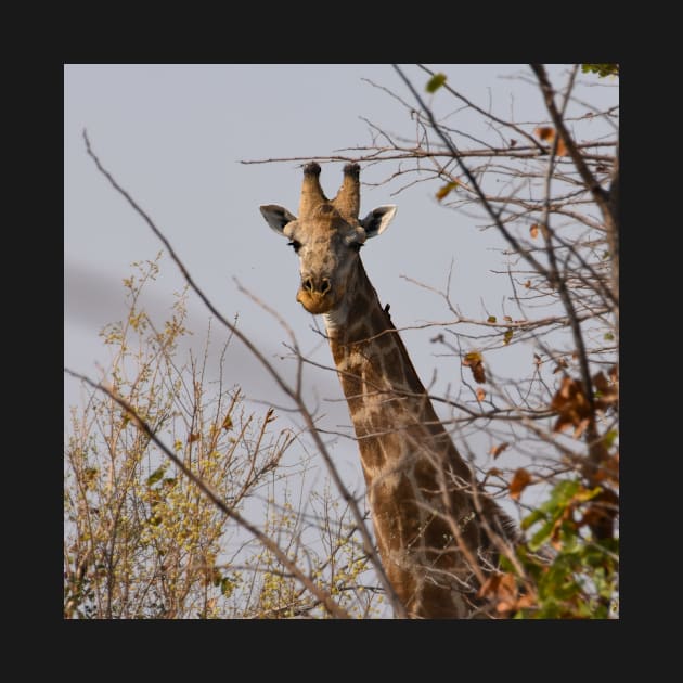 Male giraffe on a safari in Botswana by Steves-Pics