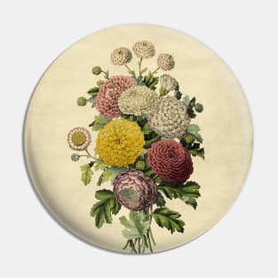 Varieties of Chrysanthemums of India Pin