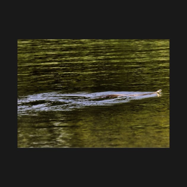 Norfolk Broads swimming snake  card by avrilharris