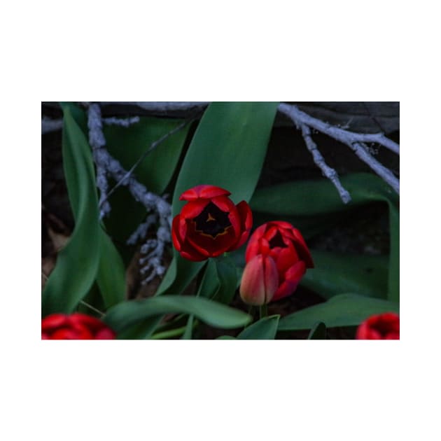 Tulips waiting for the Sun by srosu