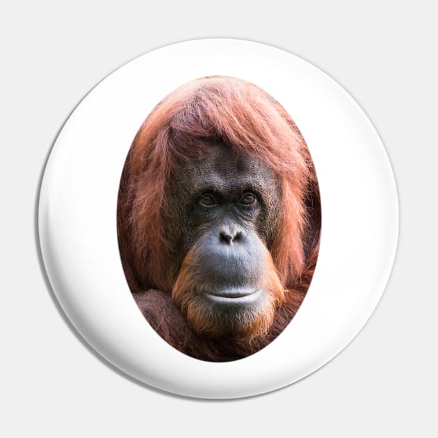 Cut out of an adult orangutan Pin by Dolfilms