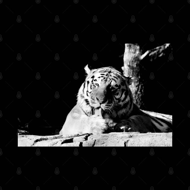 Year of the tiger 2022 / 2 / Swiss Artwork Photography by RaphaelWolf