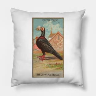 Carrier Pigeon Birds of America Antique Illustration Pillow