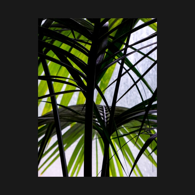 Black and Green Palm Leaves by PictureNZ