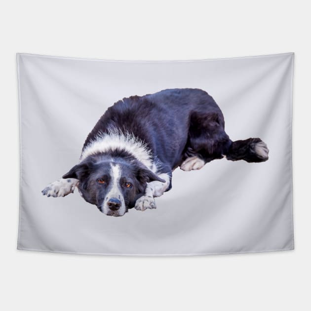 Border Collie Lying Down Playing Fetch Tapestry by Amy-K-Mitchell