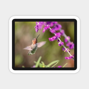 Hummingbird and Flowers Magnet