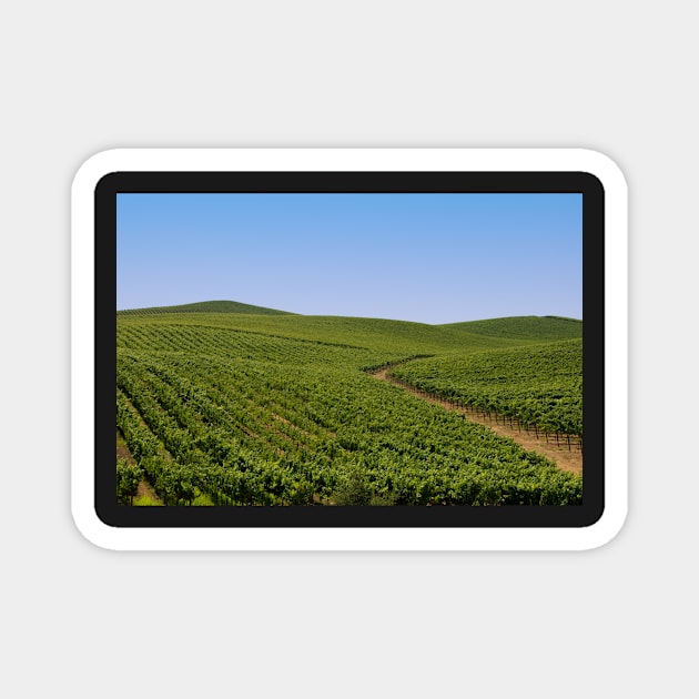 Vineyards Magnet by randymir