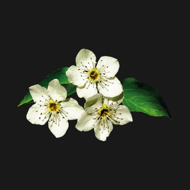Apple Blossoms - Three Apple Blossoms by SusanSavad