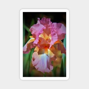 Pink And Orange Iris Magnet