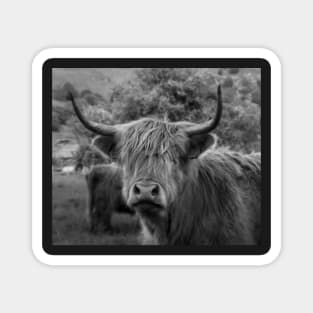 Highland Cow Magnet