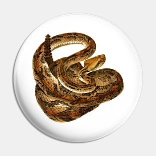 serpent,cobra,reptile,viper,venom,lizard,rattlesnake,king cobra Pin