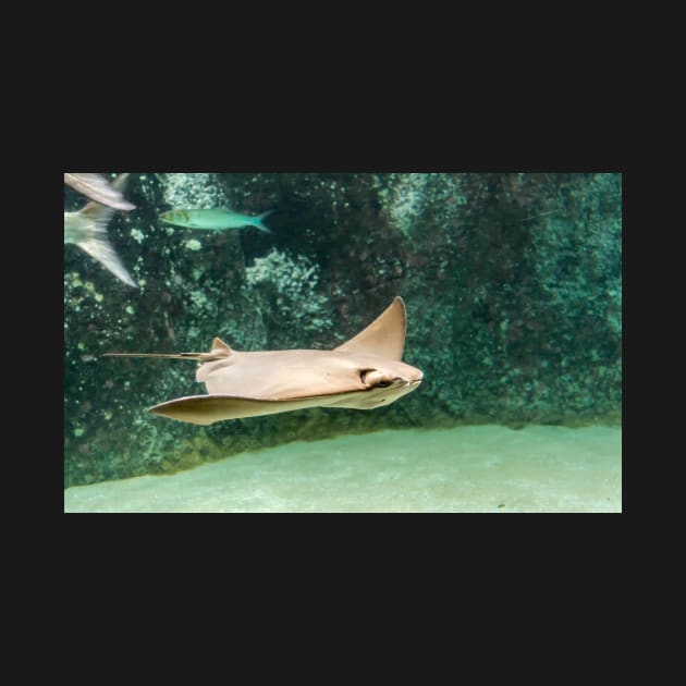 Swimming Cownose ray by lena-maximova