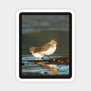 Dunlin Double Magnet