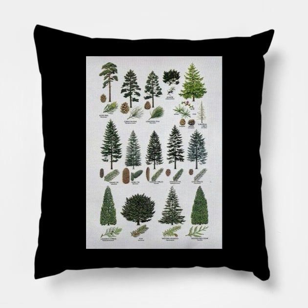 coniferous botanical poster Pillow by PSYCH90