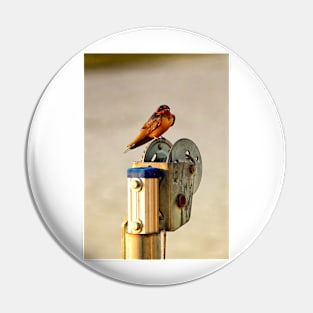 Red-Breasted Swallow Pin