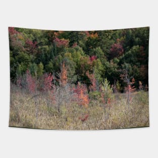 Searching for Fall Colors in the Adirondacks!! Tapestry