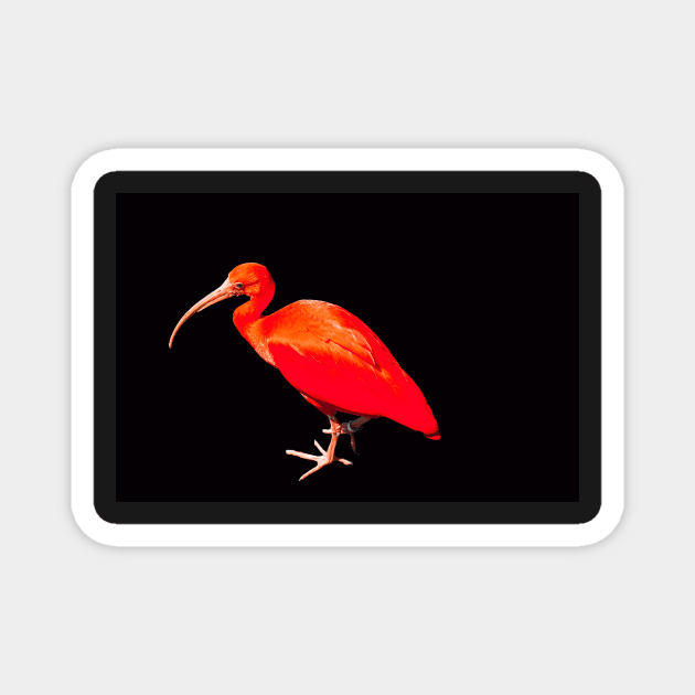 Scarlet ibis on black background Magnet by HazelWright
